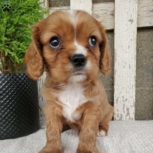 SHELTON, Cavalier King Charles Spaniel Puppy