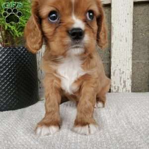 SHELTON, Cavalier King Charles Spaniel Puppy