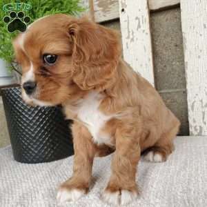 SHELTON, Cavalier King Charles Spaniel Puppy
