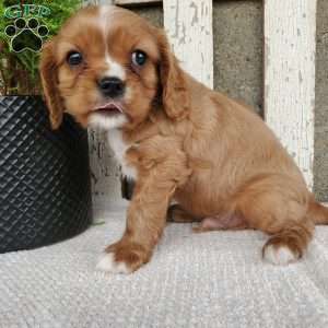 SHELTON, Cavalier King Charles Spaniel Puppy