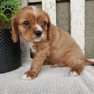 SHELTON, Cavalier King Charles Spaniel Puppy