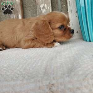 SHELTON, Cavalier King Charles Spaniel Puppy