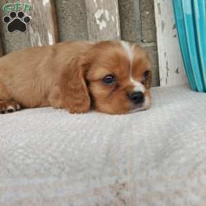 SHELTON, Cavalier King Charles Spaniel Puppy