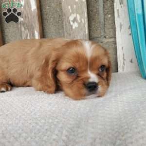 SHELTON, Cavalier King Charles Spaniel Puppy