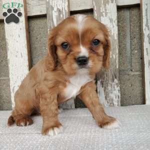 SHELTON, Cavalier King Charles Spaniel Puppy