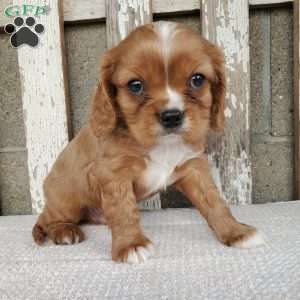 SHELTON, Cavalier King Charles Spaniel Puppy