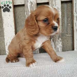 SHELTON, Cavalier King Charles Spaniel Puppy