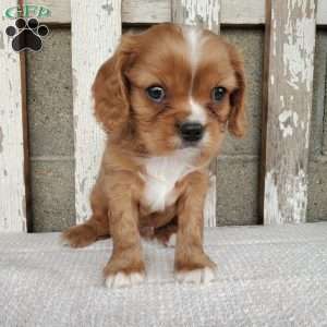 SHELTON, Cavalier King Charles Spaniel Puppy