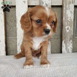 SHELTON, Cavalier King Charles Spaniel Puppy