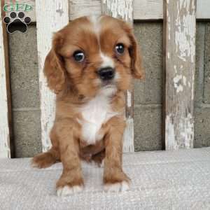 SHELTON, Cavalier King Charles Spaniel Puppy