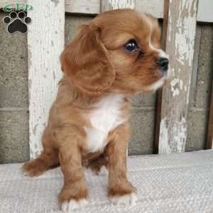 SHELTON, Cavalier King Charles Spaniel Puppy