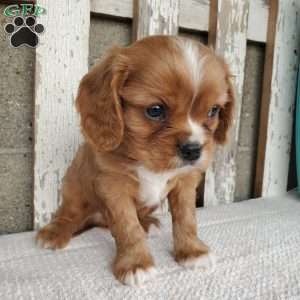 SHELTON, Cavalier King Charles Spaniel Puppy