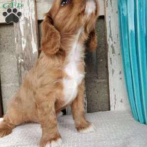 SHELTON, Cavalier King Charles Spaniel Puppy