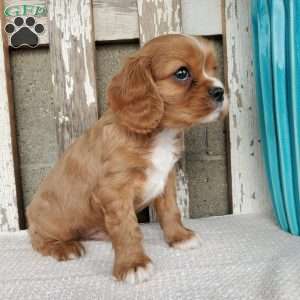 SHELTON, Cavalier King Charles Spaniel Puppy