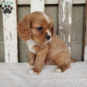 SHELTON, Cavalier King Charles Spaniel Puppy