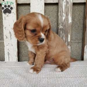 SHELTON, Cavalier King Charles Spaniel Puppy