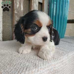 CAMRYN, Cavalier King Charles Spaniel Puppy