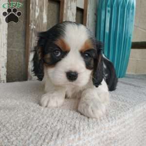CAMRYN, Cavalier King Charles Spaniel Puppy