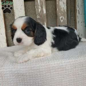 CAMRYN, Cavalier King Charles Spaniel Puppy