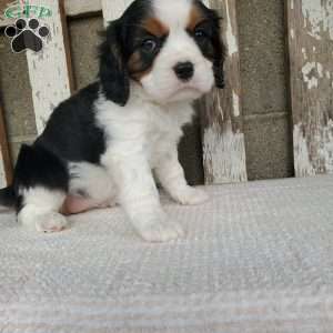 CAMRYN, Cavalier King Charles Spaniel Puppy