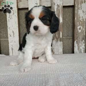 CAMRYN, Cavalier King Charles Spaniel Puppy