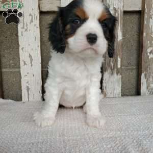 CAMRYN, Cavalier King Charles Spaniel Puppy