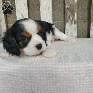 CAMRYN, Cavalier King Charles Spaniel Puppy