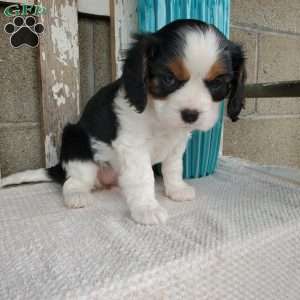 CAMRYN, Cavalier King Charles Spaniel Puppy