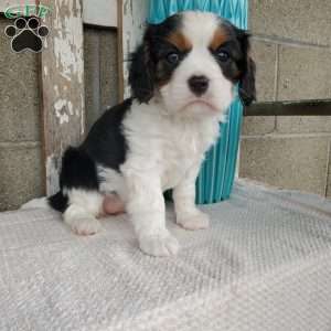 CAMRYN, Cavalier King Charles Spaniel Puppy