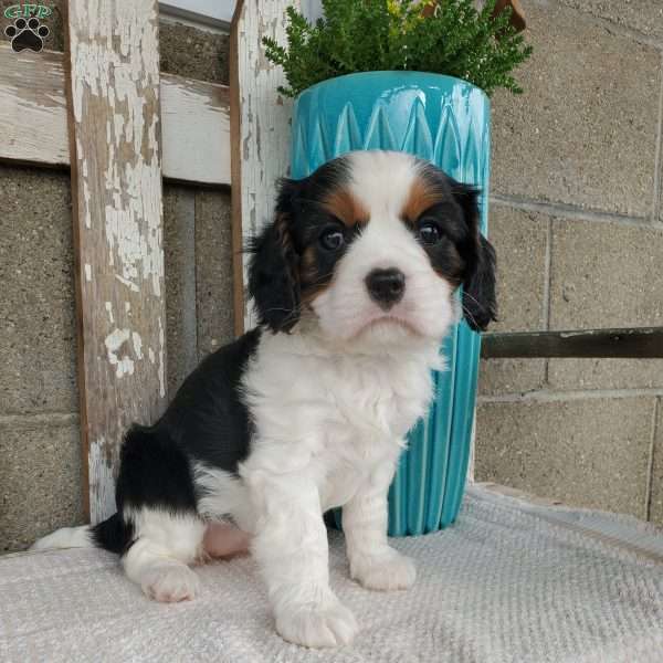 CAMRYN, Cavalier King Charles Spaniel Puppy