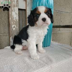CAMRYN, Cavalier King Charles Spaniel Puppy