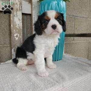 CAMRYN, Cavalier King Charles Spaniel Puppy