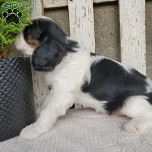 CAMRYN, Cavalier King Charles Spaniel Puppy