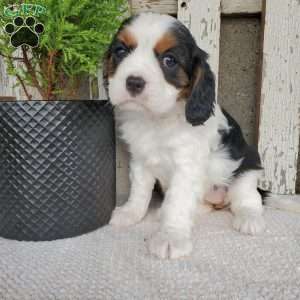 CAMRYN, Cavalier King Charles Spaniel Puppy