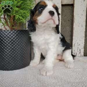 CAMRYN, Cavalier King Charles Spaniel Puppy