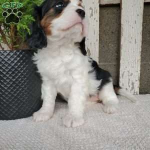 CAMRYN, Cavalier King Charles Spaniel Puppy