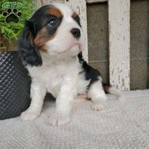 CAMRYN, Cavalier King Charles Spaniel Puppy