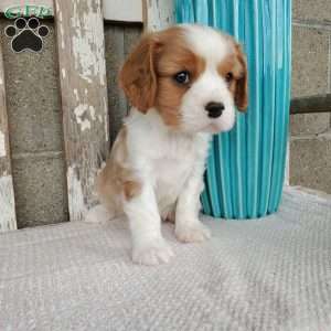 SAMAJE, Cavalier King Charles Spaniel Puppy