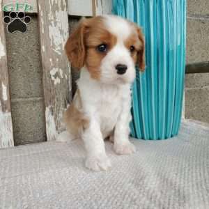 SAMAJE, Cavalier King Charles Spaniel Puppy