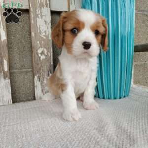 SAMAJE, Cavalier King Charles Spaniel Puppy