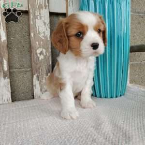 SAMAJE, Cavalier King Charles Spaniel Puppy