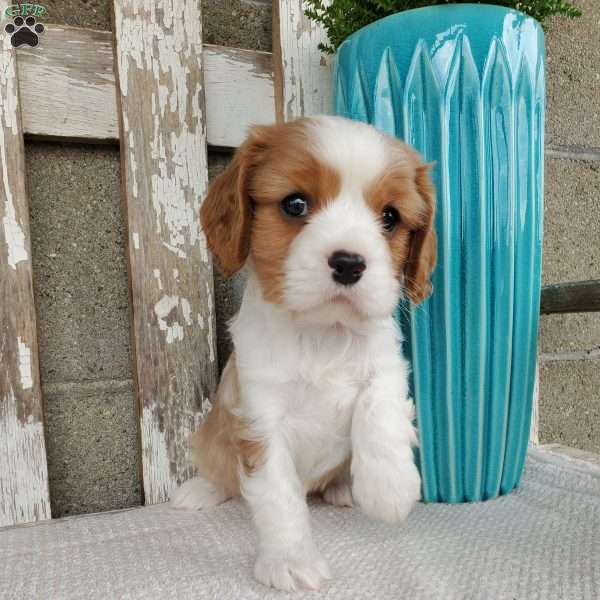 SAMAJE, Cavalier King Charles Spaniel Puppy