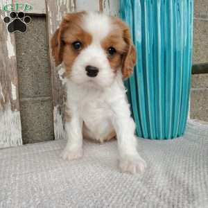 SAMAJE, Cavalier King Charles Spaniel Puppy