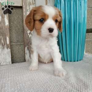 SAMAJE, Cavalier King Charles Spaniel Puppy