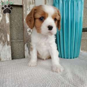 SAMAJE, Cavalier King Charles Spaniel Puppy