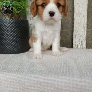 SAMAJE, Cavalier King Charles Spaniel Puppy