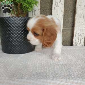 SAMAJE, Cavalier King Charles Spaniel Puppy