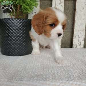 SAMAJE, Cavalier King Charles Spaniel Puppy