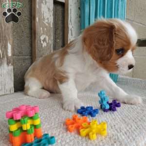 SAMAJE, Cavalier King Charles Spaniel Puppy