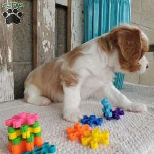 SAMAJE, Cavalier King Charles Spaniel Puppy